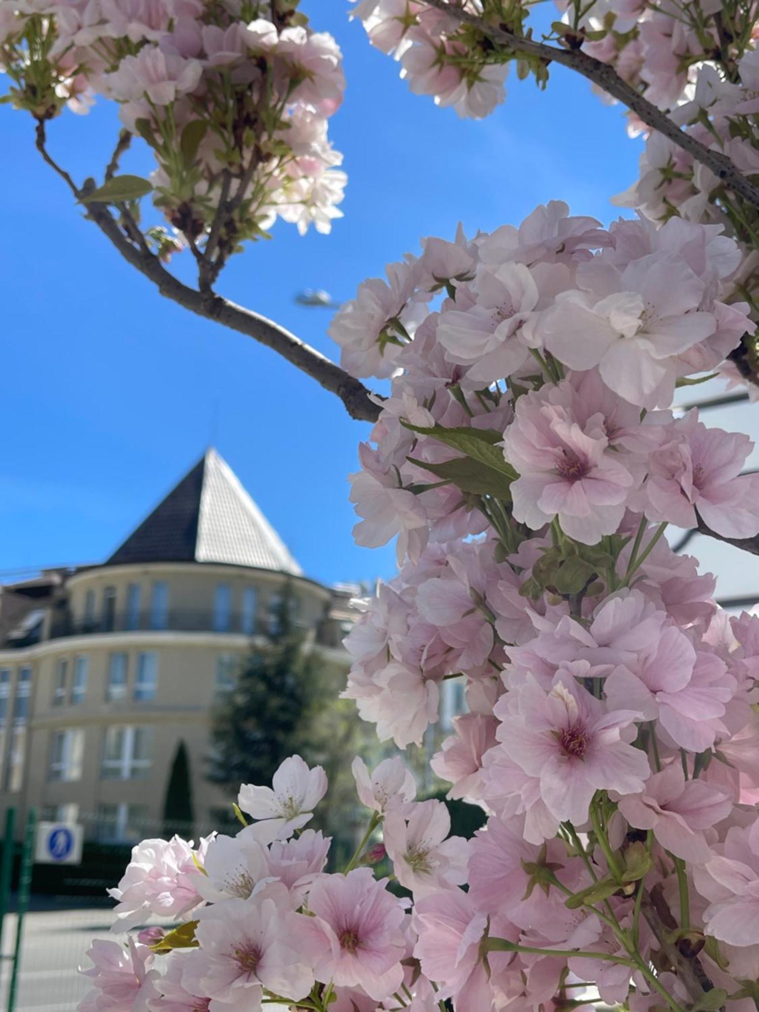 فندق ميزون صوفيا المظهر الخارجي الصورة Cherry blossoms in the neighborhood